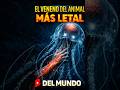 💀 Medusa Caja: El Animal Más Letal del Mundo 🌊 #medusa #animalmasletal #shorts #viral #mundoanimal
