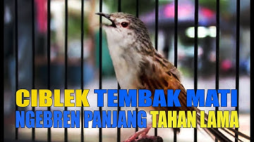 Ciblek Tembak Mati Ngebren Panjang Tahan Lama