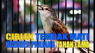 Ciblek Tembak Mati Ngebren Panjang Tahan Lama