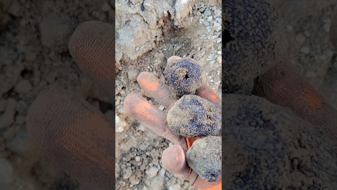 It is said that the French dig black truffles with dogs or pigs.I just need to bring my iphone.