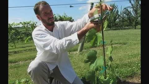 Training Young Vines