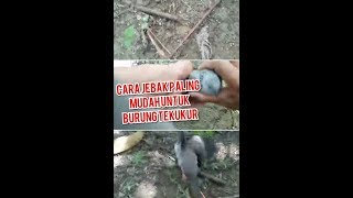 Cara pasang jerat burung tekukur yang mudah dan simpel