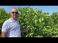 Our 2 years old chandler walnut trees