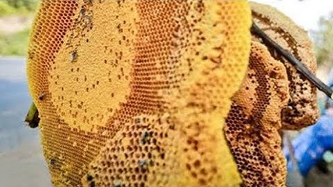 MẬT ONG KHOÁI RỪNG LAI CHÂU ĐÂY Ạ/0394313273