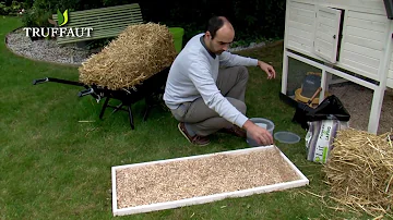 Quel oiseau peut emporter une poule ?