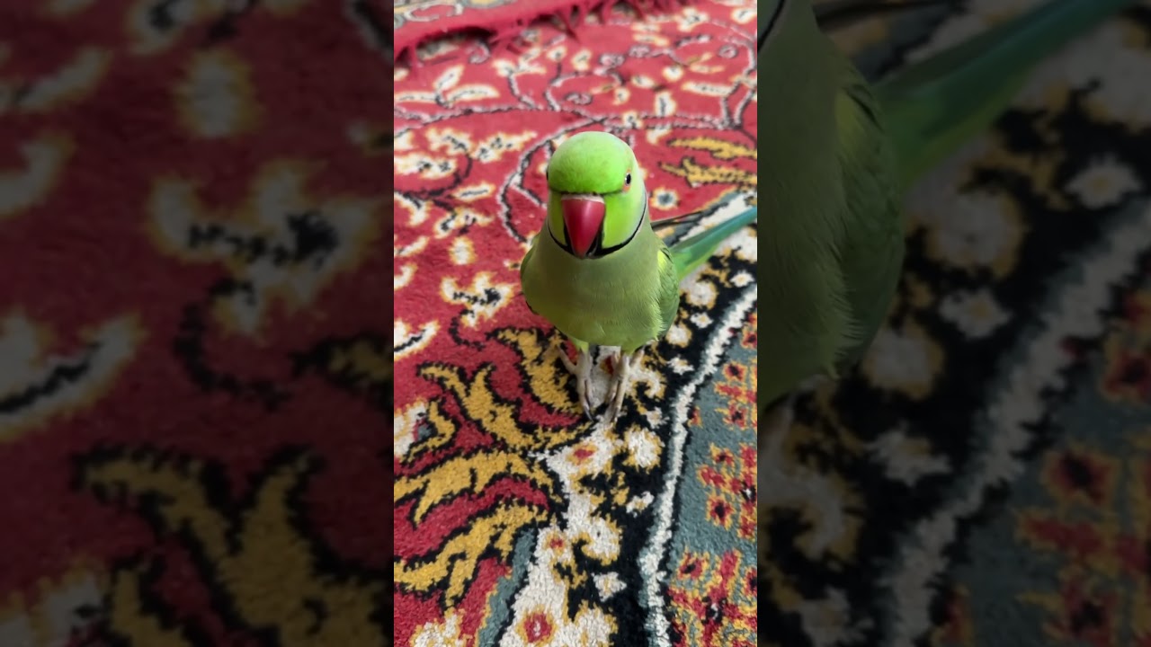 Partot life with rico 