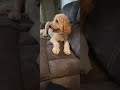 Ariel the Goldendoodle, watching herself on YouTube!! #Goldendoodle #dogs #shorts