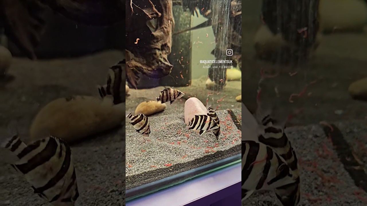 Feeding baby datnoids | Indo tiger fish 