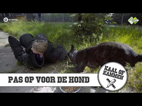 Video: Die Reis Van Jenna: Van Verdwaalde Na Lewensreddende Dienshond