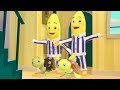 The Bananas Adopt Turtles Bananas In Pyjamas Season 1 Full Episodes Bananas In Pyjamas The Bananas Adopt Turtles Bananas In Pyjamas Season 1 Full Episodes Bananas In Pyjamas