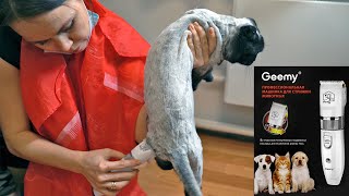 Bought a hair clipper for animals, cats and dogs Geemy | Unboxing Review