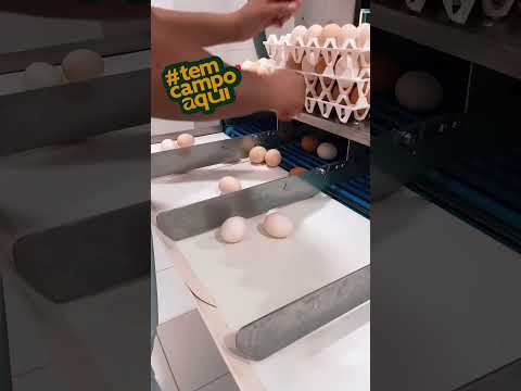 🐣🥚 Tem gente