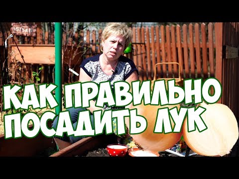 Видео: Что такое весенний лук – советы по посадке луковиц весеннего лука