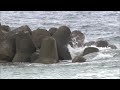 監視員「こんな事故は初めて」海水浴場で小2男児が溺死　福島から家族5人で海水浴に…【新潟・村上市】