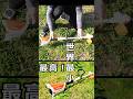【本物】STIHL電動トイ刈払機が凄い!#stihl #スチール #刈払機