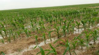 (Corn) زراعة الذرة الشامية على خطوط