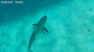 Sharks under boat