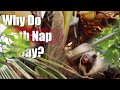 Sloth nap all day