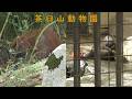 【茶臼山動物園】 オランウータンのフジ子とコツメカワウソ（260912）
