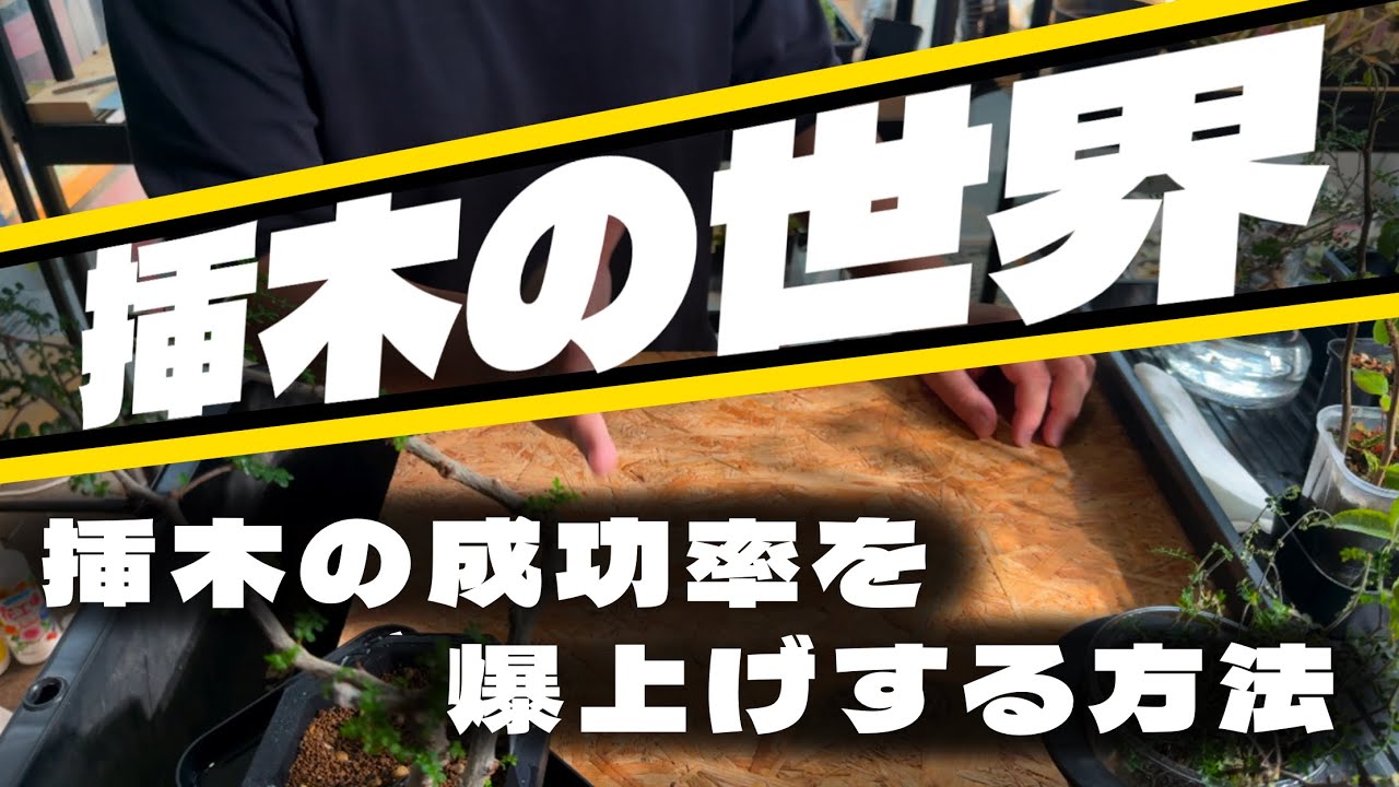 #53【パキプスデカリー】挿木の発根確率を爆上げする方法