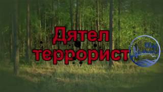 прикол, Юмор...