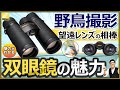 Nikon 双眼鏡を野鳥撮影や望遠レンズと一緒に使うべき理由を解説 【カメラだけでは非効率かも？】使用感から EDG MONARCH ProStaff がオススメ。