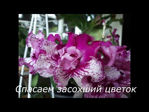 Как спасти засохшее