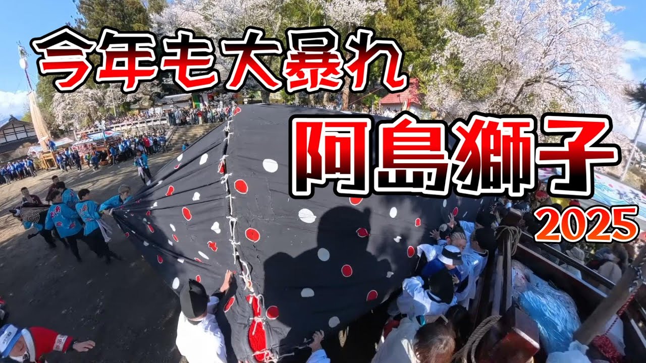今年も 阿島獅子 大暴れ！喬木村 阿島祭り 満開の桜と共に 2025