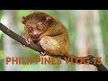 Tarsier Sanctuary Bohol &amp; Butterfly Habitat Philippines