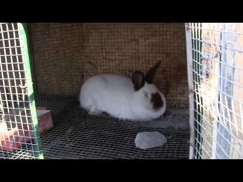 რა უნდა ვიცოდეთ ახალდაბადებული ბაჭიების მოვლაზე...ასევე ბევრი საინტერესო რამ ბოცვერზე