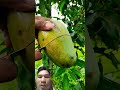 #fruit #petpad #watermelon #mango #fruitcutting #food #duet #song #cuttingskills