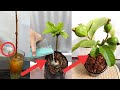 How to grow guava tree from cutting.. (in a potato)