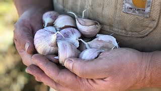 PLANTING GARLIC in a northern climate. FULL INSTRUCTIONS