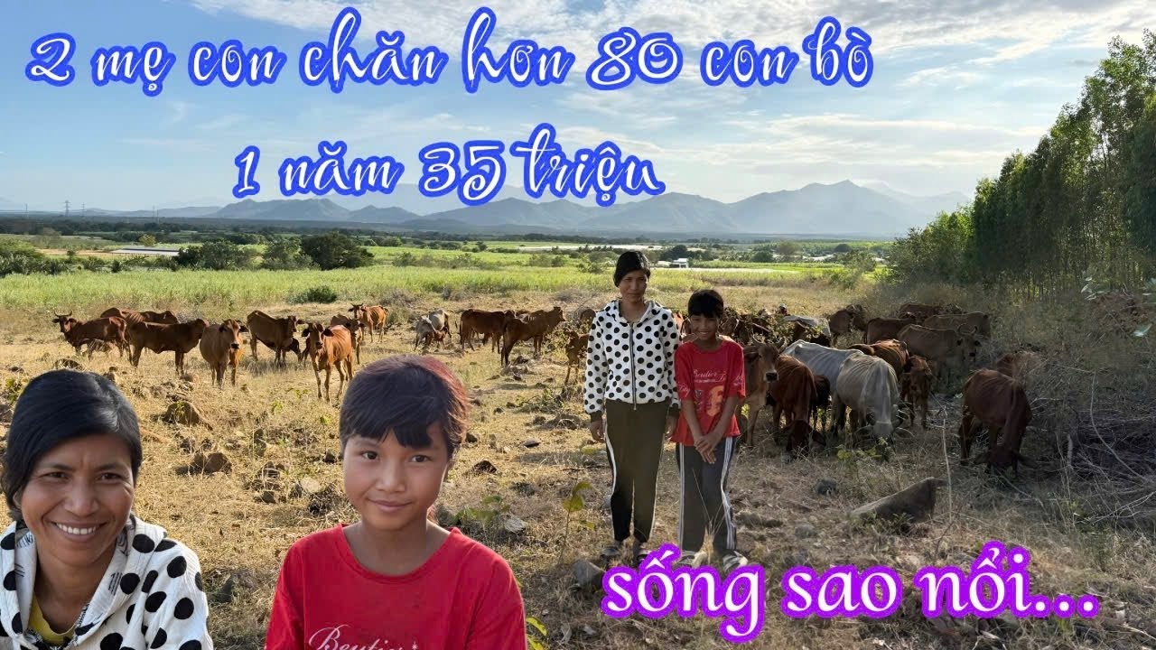 Мать и дочь из этнической группы Раглай разводят более 80 коров, но зарабатывают всего 3 миллиона...