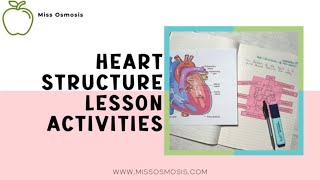 Heart Structure & Function | Activities & Worksheets