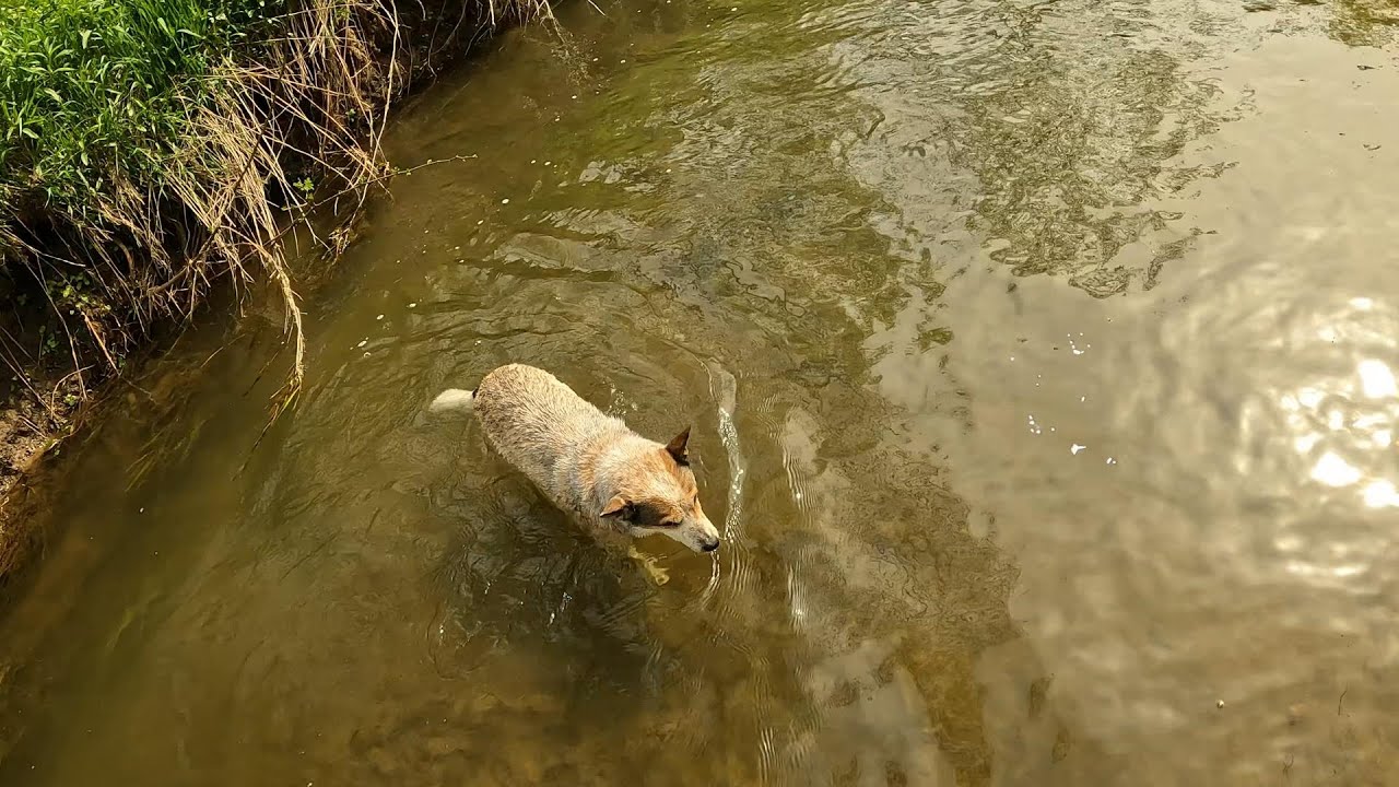 Wisconsin Trout Fishing 5/15/2022 YouTube