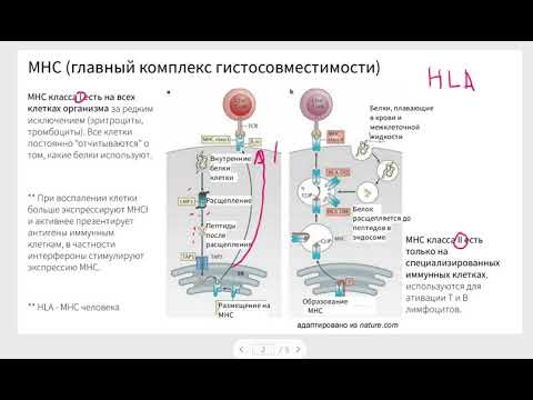 Video: IL-27 Mediē HLA I Klases Paaugstinātu Regulēšanu, Ko Var Inhibēt Ar IL-6 Ceļu, HLA Deficīta Sīkšūnu Plaušu Vēža šūnās
