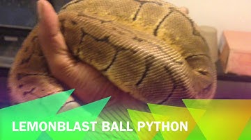 Lemonblast Ball Python