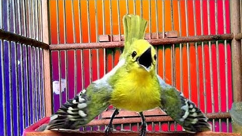 SIRTU/CIPOH GACOR BIKIN EMOSI SEMUA LAWAN!..COBA DAN BUKTIKAN!!#birds