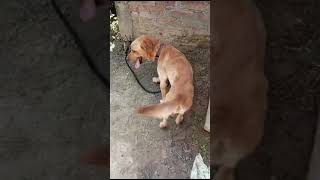 Pet Dog  dog viral