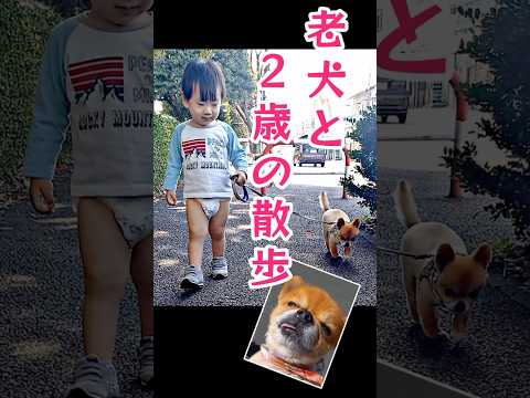 2歳が老犬チワワと散歩する！#チワワ #2歳
