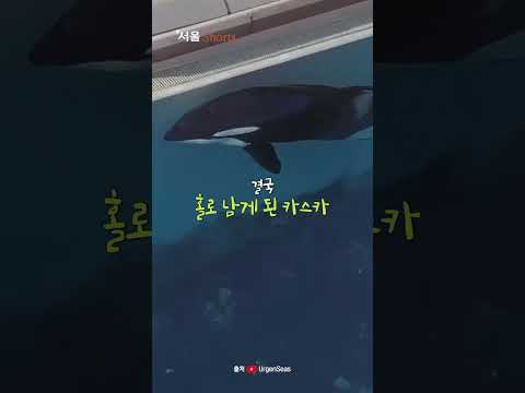 머리 &amp;#39;쿵쿵&amp;#39; 자해하던 범고래, 쓸쓸한 <strong>44년</strong> #shorts