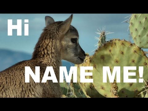 Trivia's Newborn Lamb Gets Her Name - What do you think of it?
