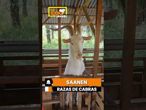 Razas de Cabras