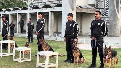 Rashtriya Raksha University K9 Demonstration: Skill, Strength & Precision!!