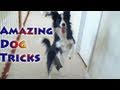 Amazing dog tricks by nana the border collie