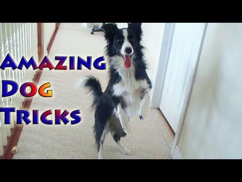 Amazing Dog Tricks