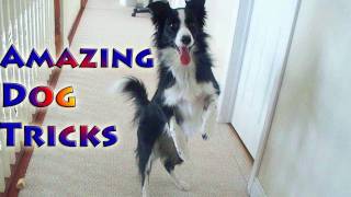 Amazing Dog Tricks by Nana the Border Collie