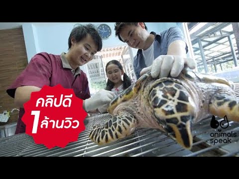 Animals Speak [by Mahidol] ชีวิตอิสระของเต่าทะเล (13 เมษายน 2557)
