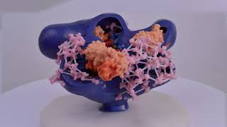 HIV Vaccine In Early Trials HIV Vaccine In Early Trials